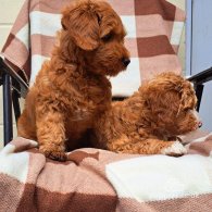 Labradoodle - Both