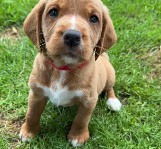 Labrador Retriever