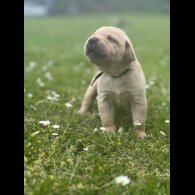 Labrador Retriever - Dogs