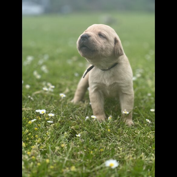 Labrador Retriever - Dogs