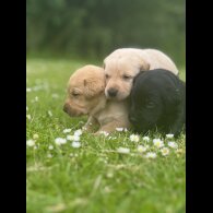 Labrador Retriever - Dogs