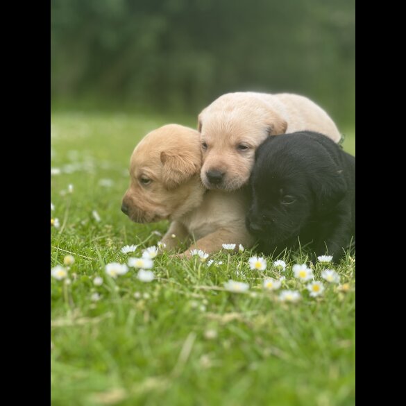 Labrador Retriever - Dogs