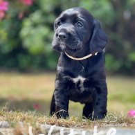 Labrador Retriever - Both