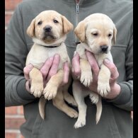 Labrador Retriever - Dogs