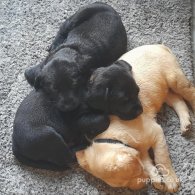 Labrador Retriever - Both