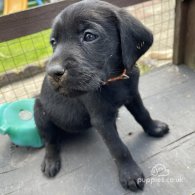 Labrador Retriever - Both