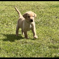 Labrador Retriever - Dogs