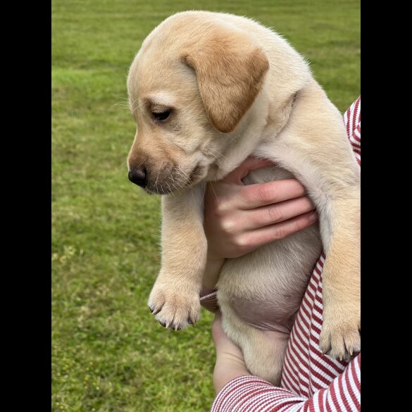 Labrador Retriever - Dogs