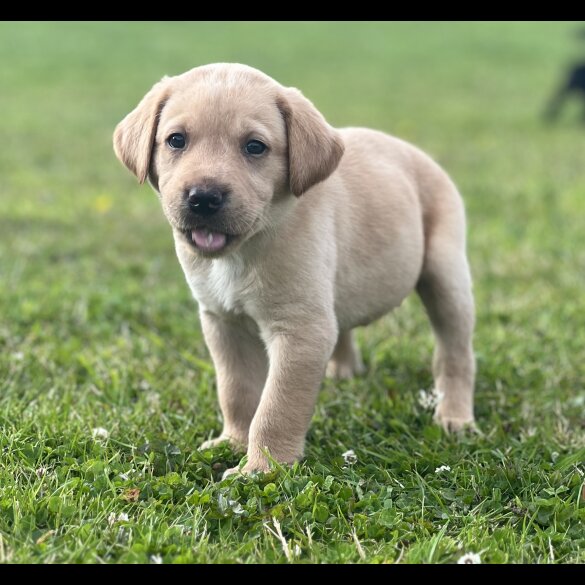 Labrador Retriever - Dogs