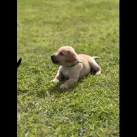 Labrador Retriever - Dogs