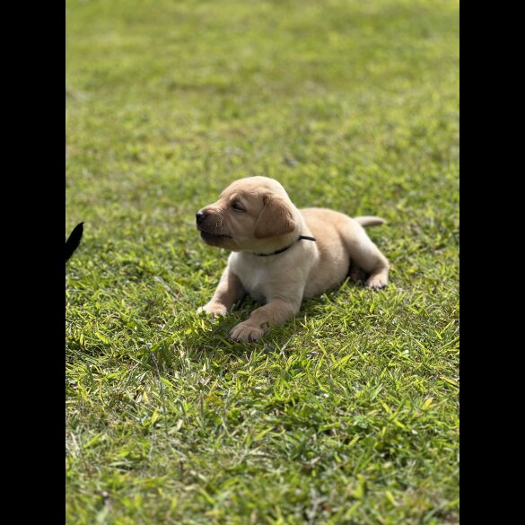 Labrador Retriever - Dogs