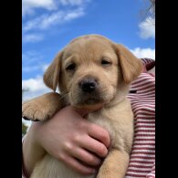 Labrador Retriever - Dogs