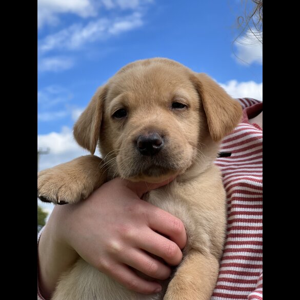 Labrador Retriever - Dogs