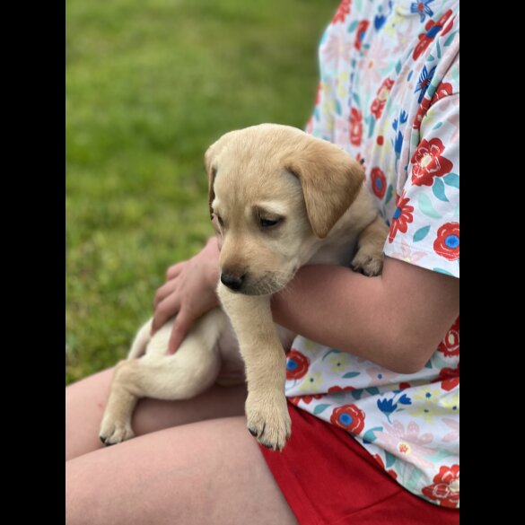 Labrador Retriever - Dogs