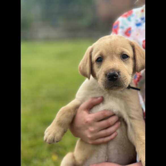 Labrador Retriever - Dogs