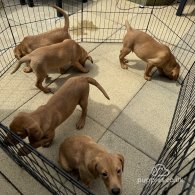 Labrador Retriever - Both