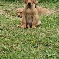 Labrador Retriever - Both