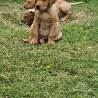 Labrador Retriever - Both