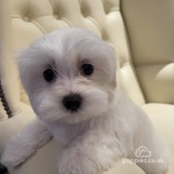 Maltese - Both