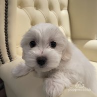 Maltese - Both