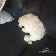 Maltipoo - Dogs