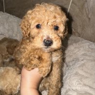 Maltipoo - Both