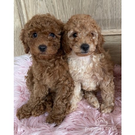 Micro poodle puppies for sale near me best sale