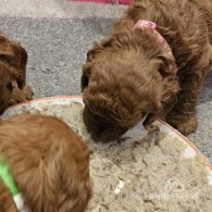 Miniature Poodle - Both