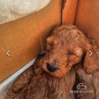 Miniature Poodle - Both