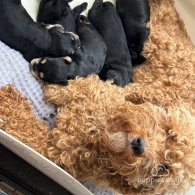 Miniature Schnauzer - Dogs
