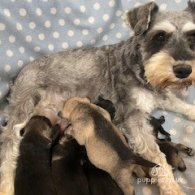 Miniature Schnauzer - Bitches