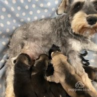 Miniature Schnauzer - Bitches