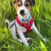 Parson Russell Terrier - Both