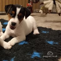 Parson Russell Terrier - Both