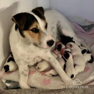 Parson Russell Terrier - Both