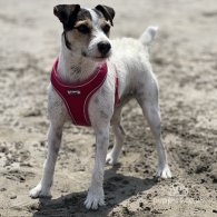 Parson Russell Terrier - Both