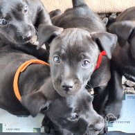 Patterdale Terrier - Dogs