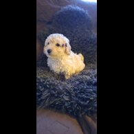 Miniature Poodle - Both