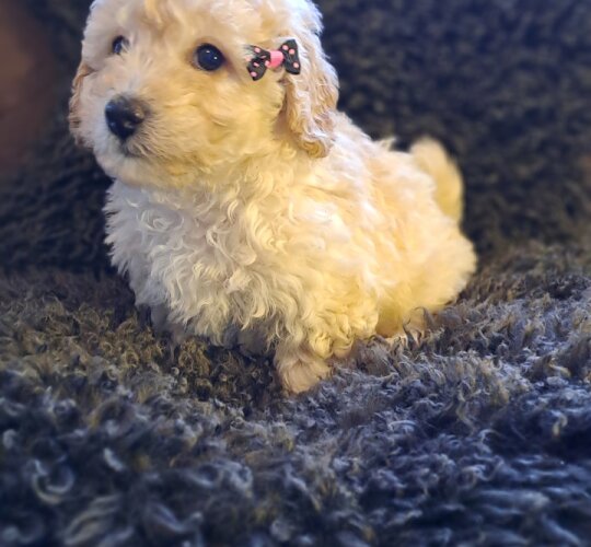 Miniature Poodle