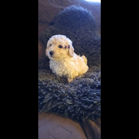 Miniature Poodle - Both