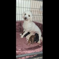 Miniature Poodle - Both