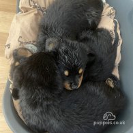 Rottweiler - Dogs