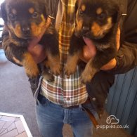 Rottweiler - Dogs