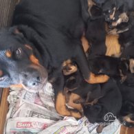 Rottweiler - Dogs