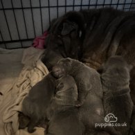 Shar Pei - Both