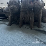 Shar Pei - Both