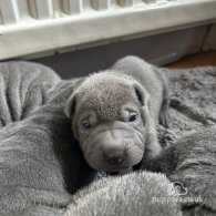 Shar Pei - Both