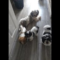 Shih Tzu - Dogs