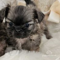 Shih Tzu - Dogs