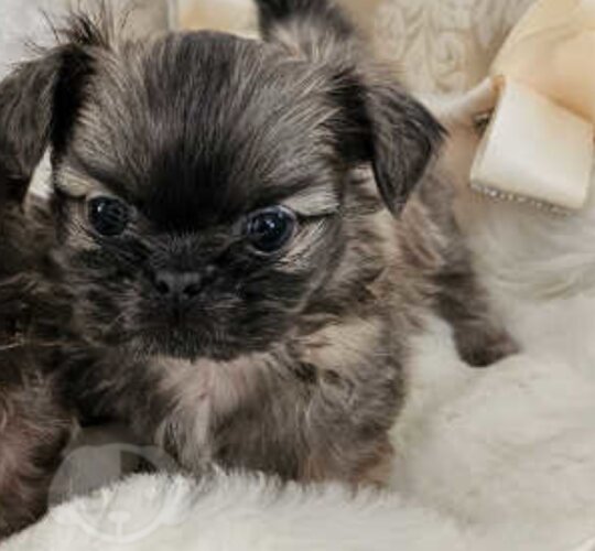 Shih Tzu